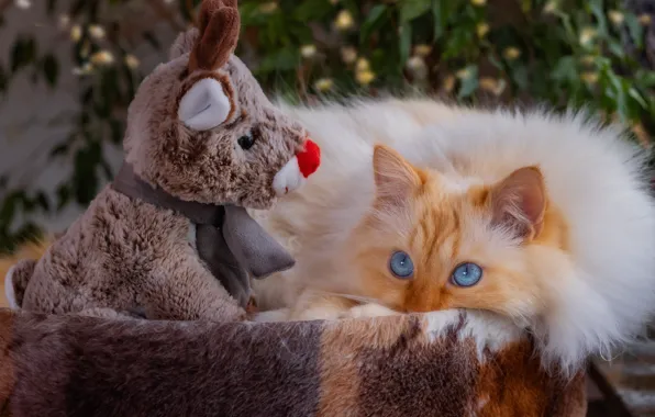Cat, cat, look, pose, toy, deer, fluffy, red