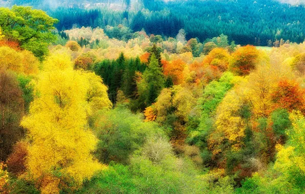 Autumn, forest, color, trees, colorful, the top