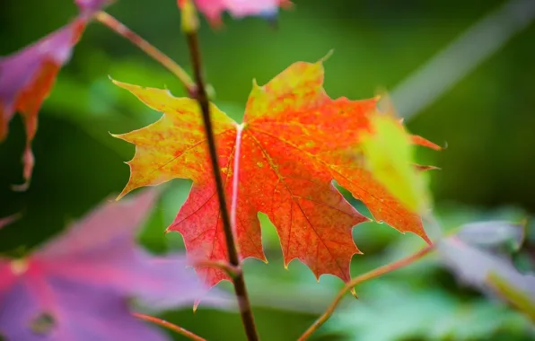 Picture autumn, macro, sheet, color