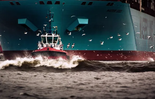 Water, Sea, Board, Birds, Case, The ship, Seagulls, A container ship