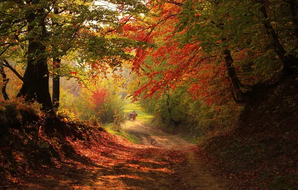 Picture road, autumn, forest, trees, landscape, nature, plants, forest