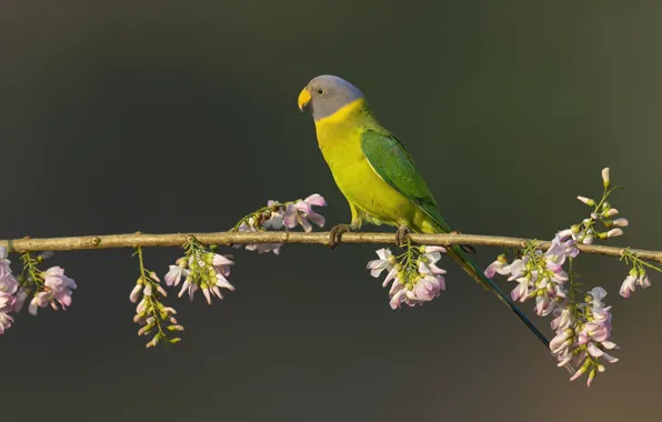 Flowers, pose, green, background, bird, branch, parrot, pink