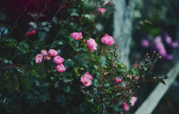 Flowers, Bush, roses, fence