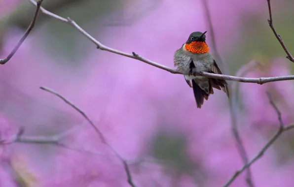 Picture branches, bird, Hummingbird, bird, lilac background