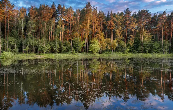 Picture forest, the sky, clouds, sunset, bench, lake, reflection, pine