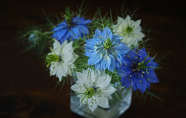 Flowers, the dark background, bouquet, blue, white, still life, blue, a bunch