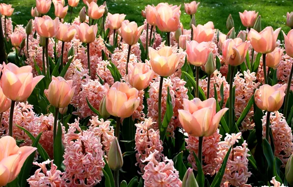 Flowers, green leaves, spring, tulips, buds, flowerbed, pink flowers, sunlight