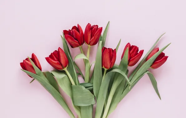 Flowers, tulips, red, red, flowers, tulips