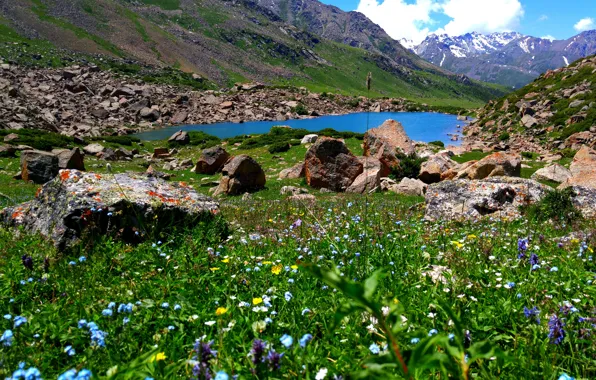 Grass, flowers, mountains, spring, mountain lake, the top of the mountains