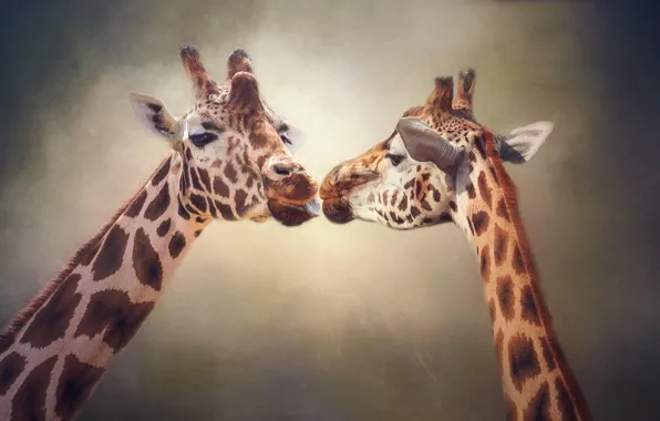 Language, look, background, kiss, treatment, giraffe, pair, giraffes