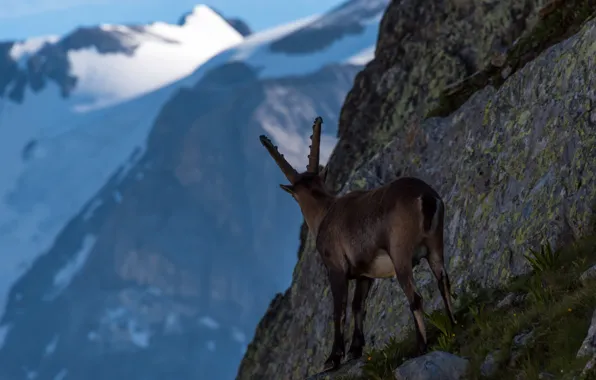 Winter, snow, mountains, rock, the slopes, back, view, goat