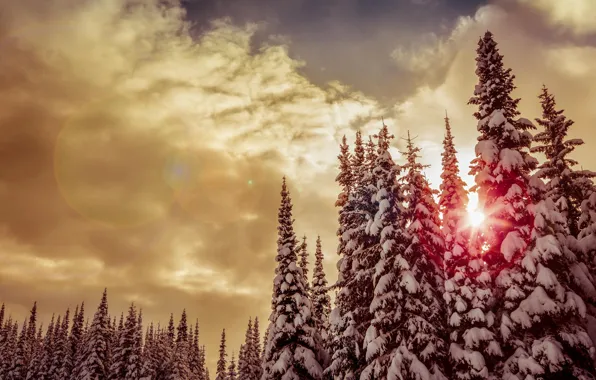 Winter, forest, the sun, snow, trees, sunset, red, clouds