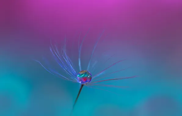 Drops, Rosa, blade of grass