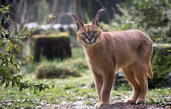 Picture predator, wild cat, Caracal, steppe lynx