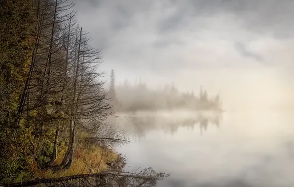 Picture forest, fog, lake