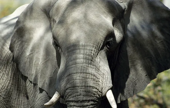 Picture elephant, ears, trunk