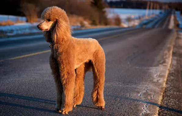 Picture road, light, dog, poodle