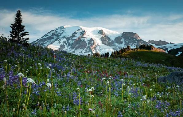 Picture grass, flowers, mountains, glacier, meadow, USA, Mt Rainier National Park