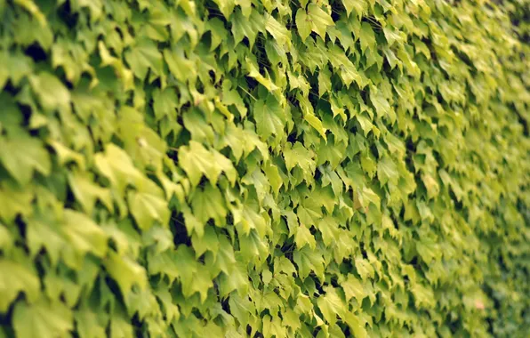 Picture leaves, wall, maple