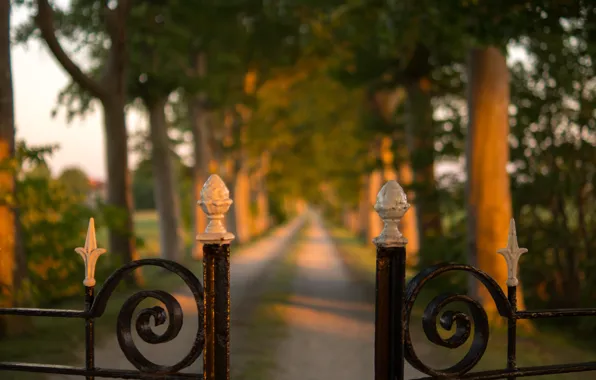 Picture road, fence, gate, pathway between green tree
