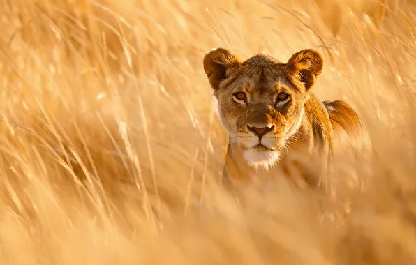Field, grass, look, face, light, spikelets, lioness, bokeh