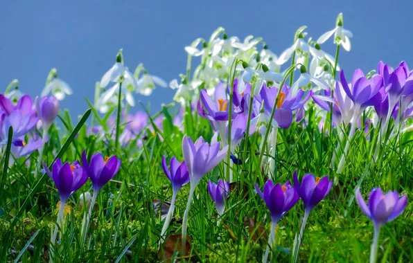 Greens, light, flowers, glade, spring, snowdrops, crocuses, white