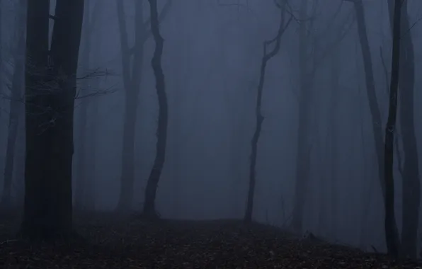 Forest, trees, night, nature, fog, twilight, Niklas Hamisch