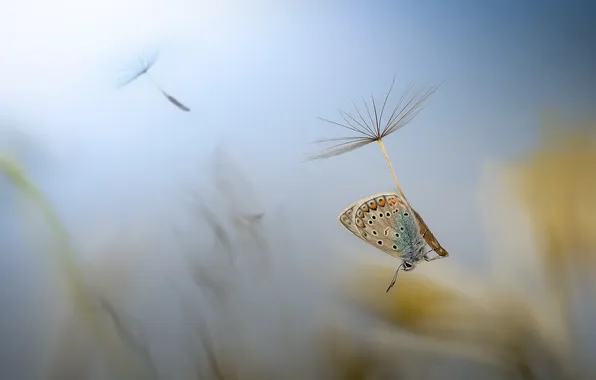 Macro, flight, butterfly, insect, dandelions, the parachutes, blue background, bokeh