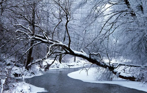 Picture winter, forest, water, snow, trees, nature, branch, frost