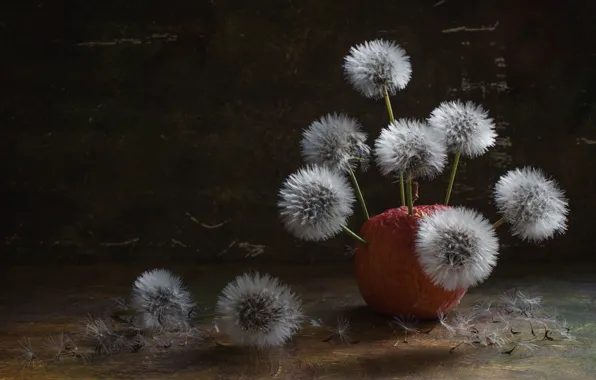 Picture background, dandelion, apples, fuzzes, flowering