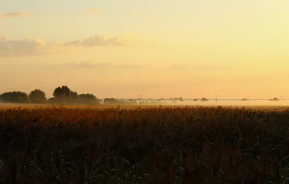 Picture field, the sky, landscape, nature, fog, dawn, beauty
