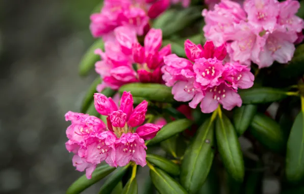 Picture pink, rhododendron, Azalea