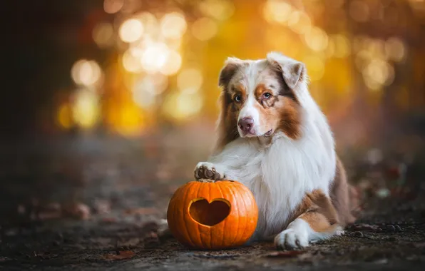 Autumn, look, light, nature, pose, glade, heart, dog