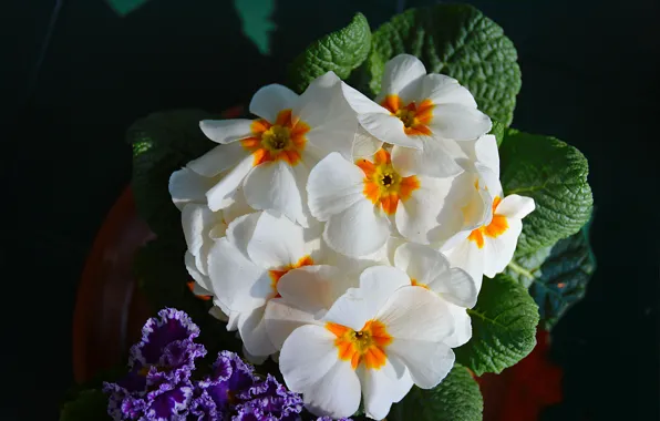 Picture Flowers, Spring, Flowers, Spring, Flowering, Flowering, Primula