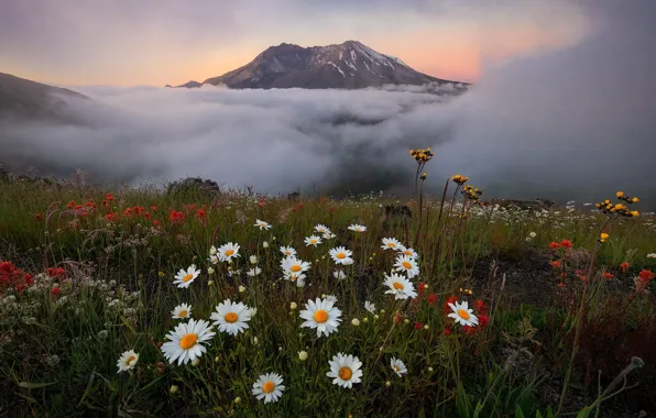 Picture clouds, landscape, flowers, mountains, nature, chamomile, meadow, USA