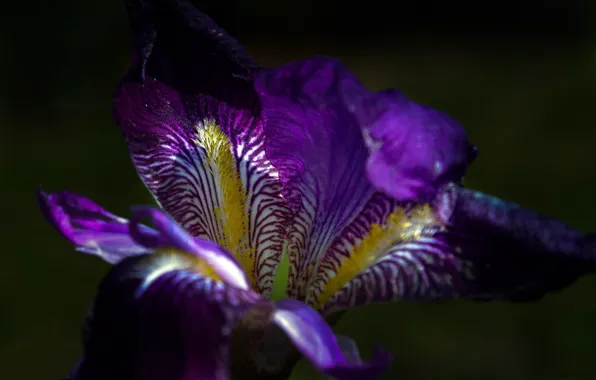 Wallpaper petals, iris, flowers
