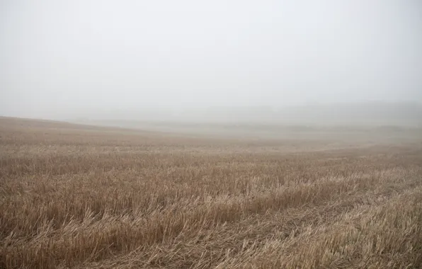 Picture Nature, Field, Fog, Nature, Valley, Fog, Field, Vale