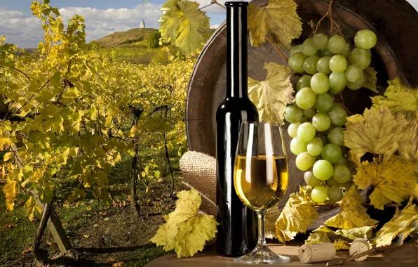 Picture wine, white, grapes, vineyard, tube, barrel