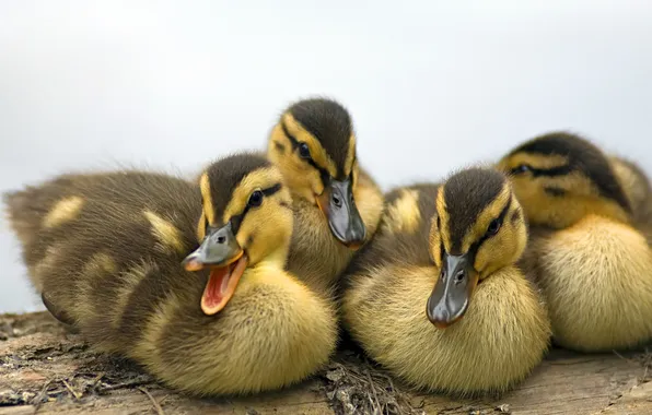 Ducklings, ducklings, bar