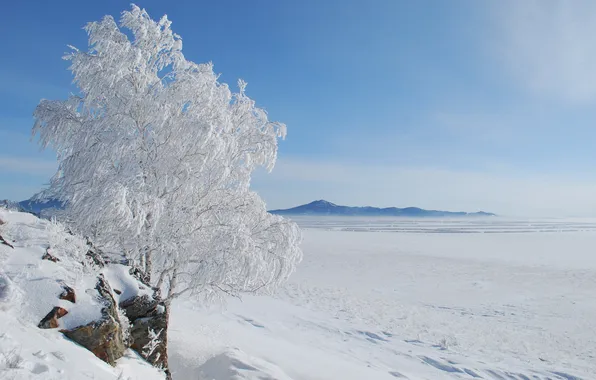 Winter, field, snow, tree