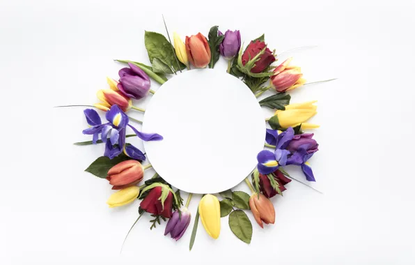 Flowers, colorful, tulips, yellow, flowers, tulips, spring, purple