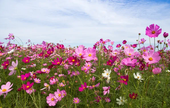 Field, summer, the sky, the sun, flowers, summer, pink, field