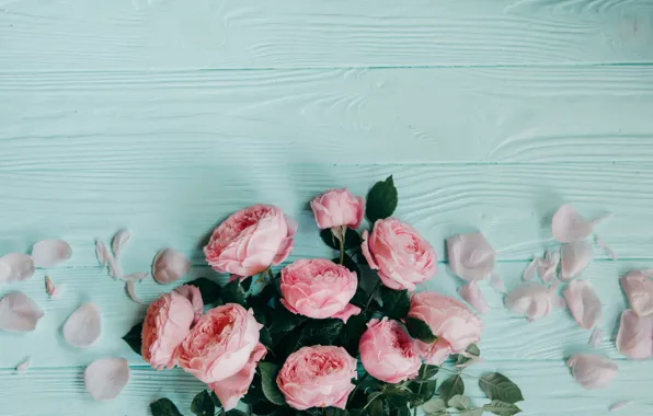 Picture background, blue, roses, petals, pink