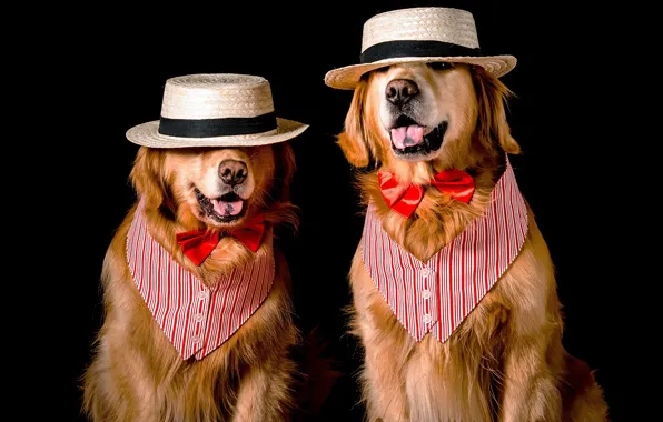 Language, dogs, face, butterfly, two, dog, hat, pair