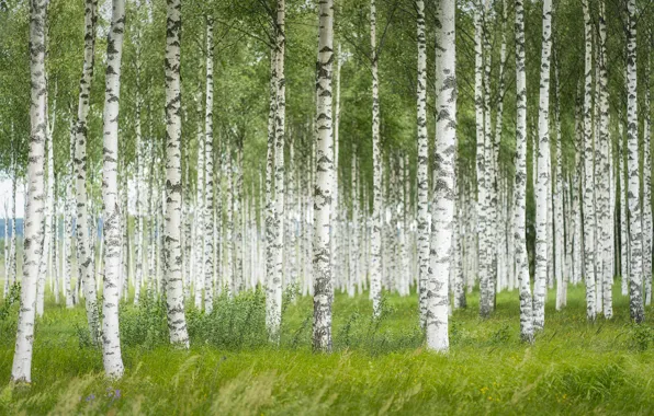 Greens, forest, summer, grass, trees, foliage, trunk, birch
