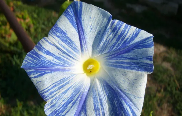 Striped, bindweed, Meduzanol ©, white-blue