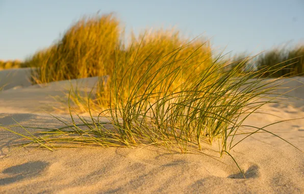 Sand, the sky, grass, macro
