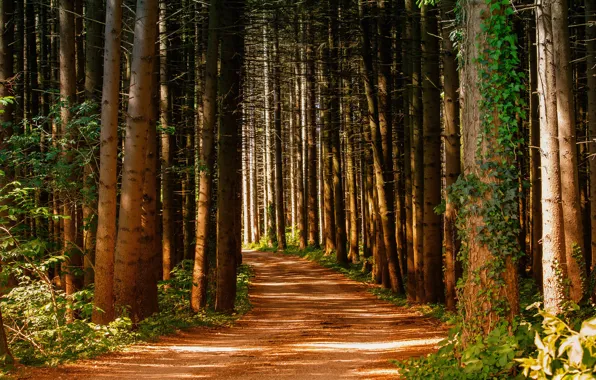 Forest, summer, leaves, light, trees, branches, nature, Park