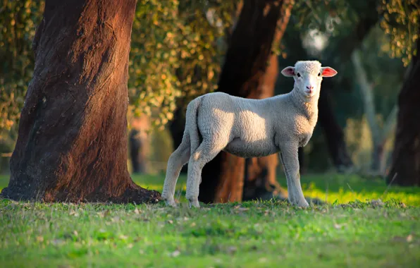 Greens, look, light, trees, Park, glade, foliage, sheep