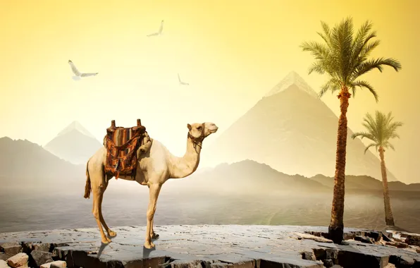 Picture the sky, the sun, birds, stones, palm trees, desert, camel, Egypt
